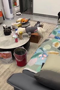 These Are The Shortest Dogs You Will Ever See | Passion Dog