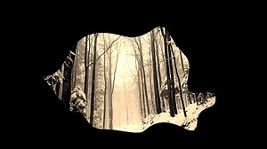 139K views · 8.8K reactions | Îmi place verticalitatea copacilor. Și...