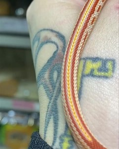 Albino Tessera Corn snake Produced by snakes n adders Cb21 Unsexed £59 Pixie 🖤 | Snakes 'N' Adders