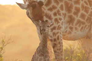 Newborn giraffe takes first wobbly steps at Kariega | Kariega Game Reserve
