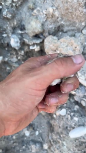 #fossil #fossils #shell #sea #seashell #ocean #beach #ancient #paleontology #geology #treasure #treasurehunt #treasurehunting | The Russian Archaeologist