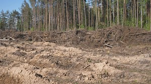 view of forest trees cleared through deforestation logging job background