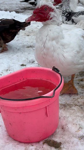 A few moments of peace and relaxation this morning before the day that was today began. The boys taking turns drinking water and cleaning their faces. They are almost like dogs! Goat milking Milk cleaning Duck and chicken feeding Sourdough baking Sourdough mixing Whipped tallow…whipping Lunch making Supper cooking Focaccia baking Label design question answering. Cat petting. Bread delivering. Sourdough forming and cold proofing. I gotta clean up and shower and get to bed early for my 5 am wake u