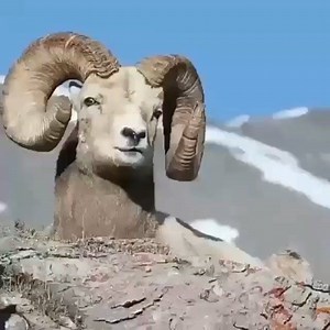 So Cute ❤🙂🐏 #bluesheep #animal #wildlife #wildlifephotography #Pakistan | Balochistan The Land Of Mountains