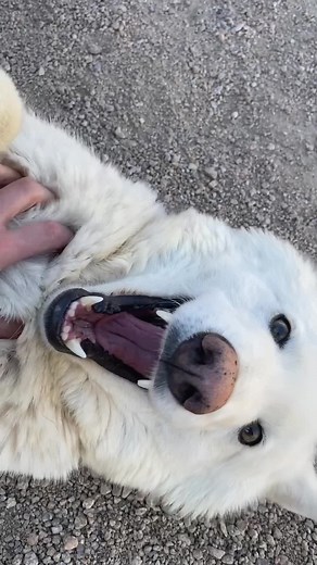 Selena the Adorable Wolf: A Day at the Sanctuary