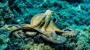 Secrets of the Abyss