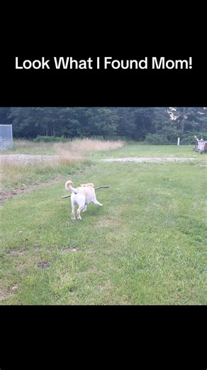 Service Pup Milo on TikTok