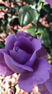 Blue moon rose 💜💜💜 | Natural flowers