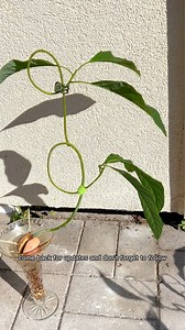 Growing an avocado bonsai tree is working🥑 I used plant clips and plant velcro for shaping. When the stems are young, they are flexible! So do this when they are young - because when they mature…they are more difficult to shape. Let me know if you have any questions! | Growithjessie