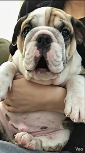 85K views · 4.4K reactions | “POV: You’re holding 99% squish and 1% attitude. ” #bulldog #englishbulldog #puppylove #dogsoftiktok #reels #viral #cute #chonky #squish #pet #doglover #fyp #wholesome | English Bulldog | Facebook