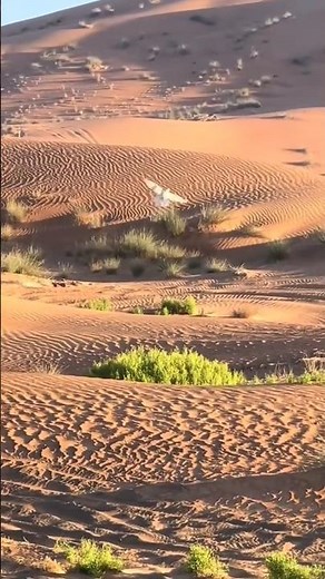 EAGLE TRYING TO HUNTS DUCK 🦆🦅#eagle #wildlifeentertainment #birdofprey #birds #shorts