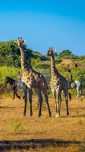 [🇿🇦 DESTINATION AFRIQUE DU SUD] Avis aux amateurs d'aventure ! --- 📍 Afrique > Afrique du Sud ⏳ 10 jours (7 à cheval) 🐎 Avancé.e Ce safari à cheval combine 4 jours dans les montagnes du Waterberg en Afrique du Sud, avec 3 journées à cheval au cœur de la réserve de Mashatu, le long du fleuve Limpopo au Botswana, paradis des éléphants. Camps ""Out of Africa"" de charme, nuit dans les arbres, écosystèmes complémentaires, diversité de la faune… un rêve. #southafrica #LiveAgain #ShareSouthAfrica 