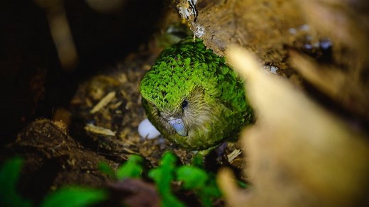 Kākāpō Cam: Live from the nest