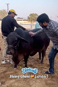 40K views · 2.2K reactions | Aamir Dilpasand Cattle Farm 勺 #Gheni | Cattle Craze.ρK | Facebook