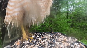 Something was stuck on my camera lens this morning and this nice hawk came by and helped me out. | Critter Cam