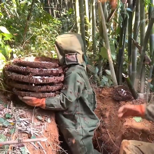 1.6K views · 24 reactions | Biggest Underground Hornet Nest!.. The Thrilling Journey to Unearth a Giant Hornet Nest! | Bees Reels | Facebook