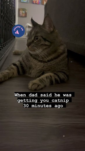 Cat diaries: forgetful human #catnip #cats #catsofinstagram #cat #fatcat #catlovers #meow #meowmeow #catsofindiana #furbabies #petoftheday #catdiary #catdiaries | Sherrean Walker