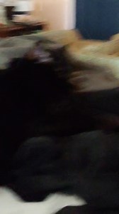 Fat Laila and I hope you have a wonderful Tuesday! (This is her post workout kneading sesh.) | Fat Laila