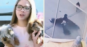 Hawk Grabs Puppy By The Neck On Back Porch, Teen Rescues It