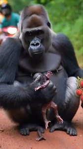 Mama gorilla is lucky getting fruits after finish giving birth #NASA #AEWDynamite #deadpool #footballseason | Shally Videos