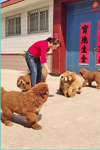 27K views · 627 reactions | Tibetan Mastiffs may seem intimidating, but they are just big softies under all that fur  #puppytk #puppy #cutecatandpuppyworld #animal #cute #cutepuppylovers #cutepetshow #pet #cutepet #dogs | United Signal Press | Facebook