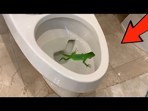 An IGUANA SWAM UP SEWER INTO My TOILET !