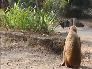 Fake Snake Prank Monkeys | Traditional