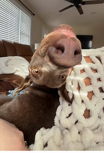 Dramatic dog. #dog #foryou #funny #funnydog #fyp | funny dog videos