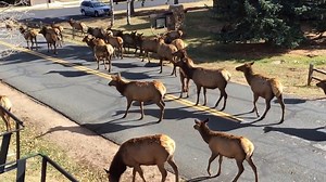 Elk Rut in Estes Park Colorado #viral #animals #deer #buck #wildlife #grizzly #elk #moose #bears | Ellen Roman