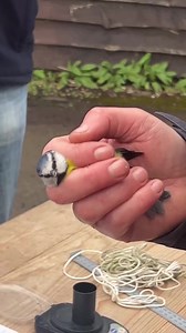 1.4K views · 89 reactions | Take a look at some of the birds we ringed at our bird ringing demonstration today  We ringed, weighed, and measured a blue tit, long-tailed tit, chaffinch, goldfinch, great tit, and robin. If you missed today's session, it's back on Sunday 11am - 1pm as part of our #WorldWetlandDay celebrations! Thanks for celebrating with us! | WWT Martin Mere Wetland Centre | Facebook
