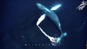 23K views · 288 reactions | Cô đơn là khi: Một con cá voi đang khóc ở tần số 52Hz quá lớn khiến bạn bè của nó không thể nhận ra.. | Vì Anh Là Gió | Facebook