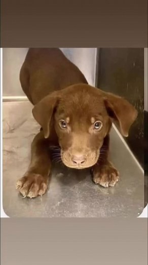 🆘Attn: Corpus Christi / Nueces County & surrounding area ! 🆘 WORST NIGHTMARE: LOCAL RESCUE SAVED 14 week old puppies from Nueces County Shelter, FOSTER NOW DUMPING; IMMEDIATE BACKUP FOSTER NEEDED 🆘 or PUPPIES will go back to pound ! These cuties weigh approx 15lbs. All vetting costs are covered. When fosters do not honor their commitments rescues must halt intake and dogs die. PLEASE TEXT NOW TO HELP THESE PUPPIES - (214) 677-6445 | Nueces County, TX: Dogs in Need of Rescue