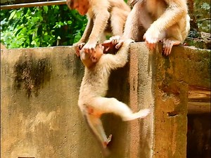 3.4K views · 139 reactions | GOd help! RB got hurt by other monkey warn bite and push her drop from high stone to ground/ RB was so fear try hard to move and help her from danger #Animallover | Mata Monkeys | Facebook
