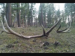 WhiteMountain Apache Reservation SHED HUNTIING :-)