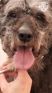 30K views · 69 reactions | Grooming a Cute Dog! | Crafty Panda | Facebook