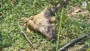 #Acapulco | 😲Así se observan las iguanas en el interior del parque Papagayo, que son un atractivo para las personas que pasan sobre la Costera Miguel Alemán🧐 📹Vídeo: Martín Gómez / El Sol de Acapulco 👉Lea también: https://www.elsoldeacapulco.com.mx/local/otorga-juez-federal-amparo-de-suspension-contra-cuartel-de-la-guardia-en-el-parque-papagayo-11736047.html | El Sol De Acapulco