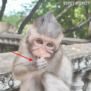 The smart boy monkey really enjoys eating ice instead milk. | Bobby Monkey