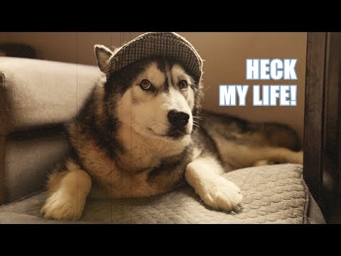My Husky’s WORST NIGHTMARE!