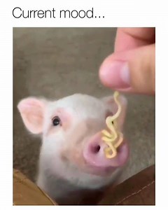 10K views · 132 reactions | Current mood... #DLBoutique #piggy | Dresslily Plus Size | Facebook