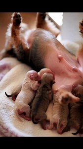 Today, four tiny miracles opened their eyes to the world, taking their first breaths in their mothers' loving arms. This moment is the very essence of love, devotion, and the miracle of nature. Our Yorkie mother patiently and lovingly feeds her puppies. Each one is a seed of hope, a seed of love... 💛 📸 I wanted to share this moment because sometimes a photo speaks louder than a thousand words. #NewLife #YorkieFamily #MotherlyLove #Happiness #BeginningOfLife #DogLove #HappyMoment #PetStyle #Dog