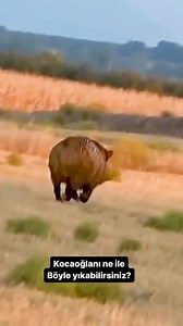 Azılı domuz avı #domuzavı | Av Videoları