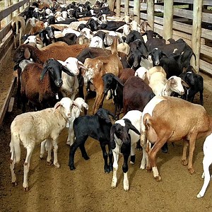 Releasing the sheep from the room to the pasture | Daily Reptile