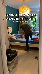 This is us taking the time to explain in detail how to make Dobby pee in real life. We actually took the time to teach Daniel’s father how to make Dobby pee and it helped him a little and eventually he learnt his own way to help Dobby and take care of her when we were out of town. Good news he was successful :) ✨Normalising the life of our disabled dog✨ #awareness #disableddogs #dogparalysis #handicappeddogsarethebest #cutie #disabled #specialneeds #tlc | Tailoftwospecies