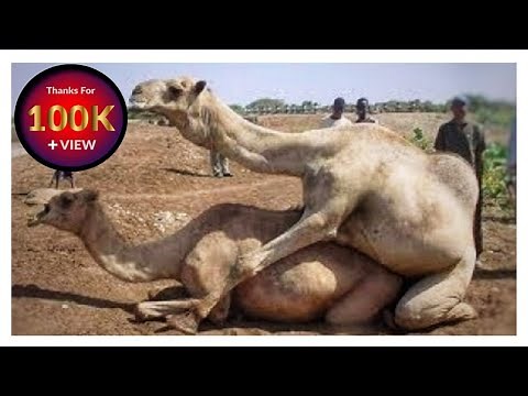 Camel mating successful closeup 2021 | Mating Camels