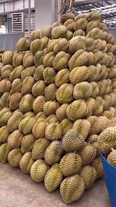 Amazing Process Making Durian Cutting for Fried Durian Slices -Fruits Cutting Skill #fruit #streetfood #foodie #fyp #viral | Hungry Traveler
