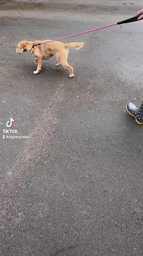 Cockapoo cross loose leash walking. #leashpulling #dogtraining #leashwalking #smalldog #DogTrainer #fyp #viral #cockapoo | Big Dog Fellas