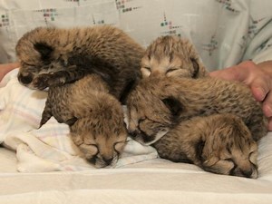 Cincinnati Zoo's cheetah cubs in critical care