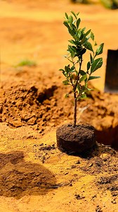 14 reactions · 6 comments | Today, as we celebrate Indigenous Tree...