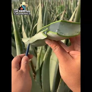 - Cuando estás media hora beso y beso con tu vecina y te toca sacarte el calzoncillo sintético color azula 😬 | SquArt Cajamarca