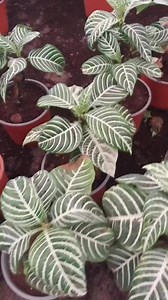 5.4K views · 59 reactions | Aphelandra Squarrosa is a stunning Houseplant 華 #houseplants #homedecor #indoorplants #fyp #plants #viralreels #decorandbeauty #plantbased #Amazing #reels #viral #garden #foryou | Decor & Beauty | Facebook